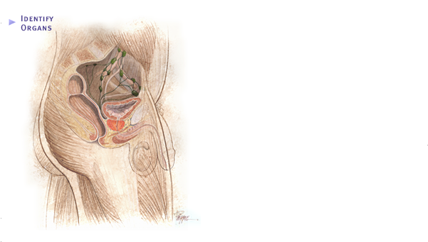 Prostate anatomy illustration